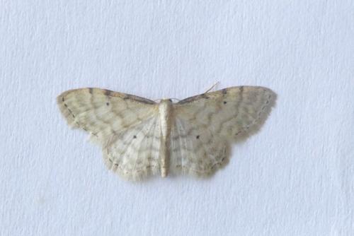 Idaea fuscovenosa